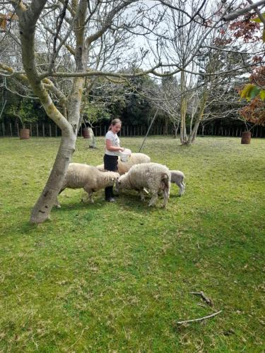 a man standing next to a group of sheep in a field at Cliff Top Cottage in Ohingaiti