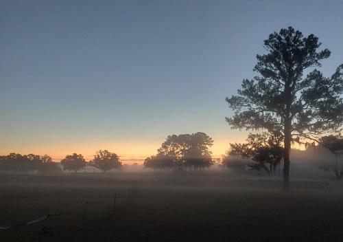 un campo nebbioso con un albero in primo piano con l'alba di Horse Farm Private Apt Allow Pet Great View Peace a Ocala