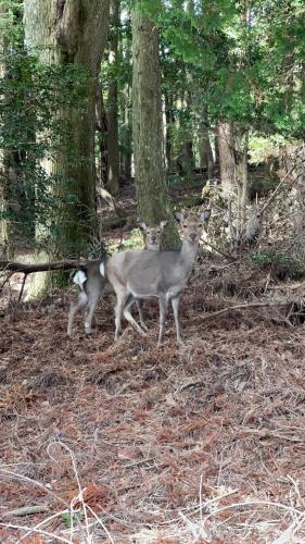 Dois veados estão na floresta. em Glamping Himeshara - Vacation STAY 01948v em Kirishima