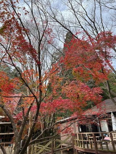un árbol con hojas rojas delante de una casa en Glamping Himeshara - Vacation STAY 01948v en Kirishima