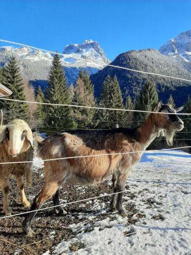 two goats standing next to a fence in the snow at Maso Pin in Madonna di Campiglio