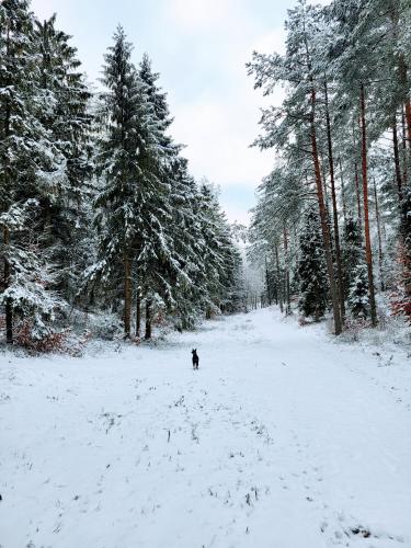a dog walking in a snow covered field with trees at Jaśkowe Wzgórze domki na wynajem, balia, Szymbark DOMEK NR 1 in Szymbark
