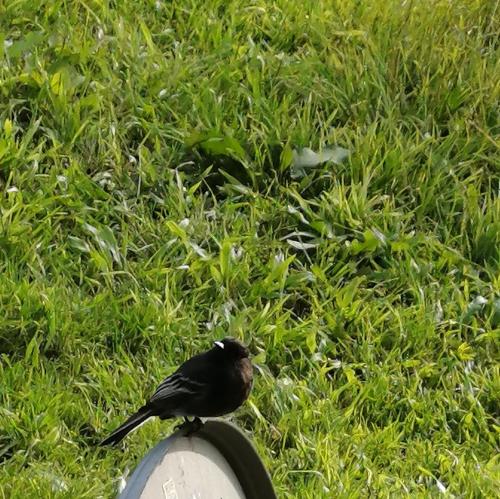 a black bird sitting on top of a post in the grass at Nuestro Bosque I in Tena