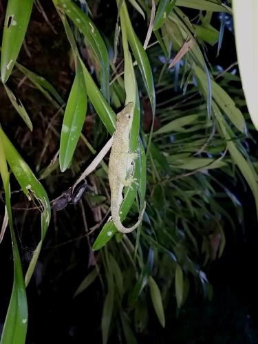 a frog sitting on a tree branch at Nuestro Bosque I in Tena