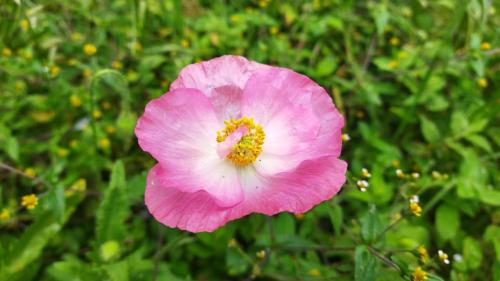 a pink flower in a field of grass at Nuestro Bosque I in Tena