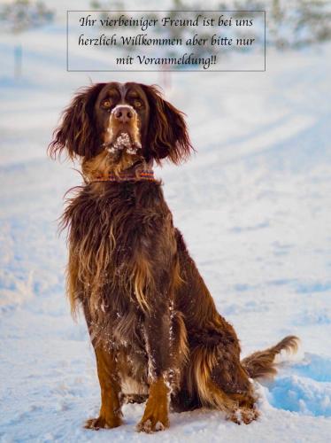 a dog sitting in the snow with a sign on its head at Hotel Binggl in Obertauern