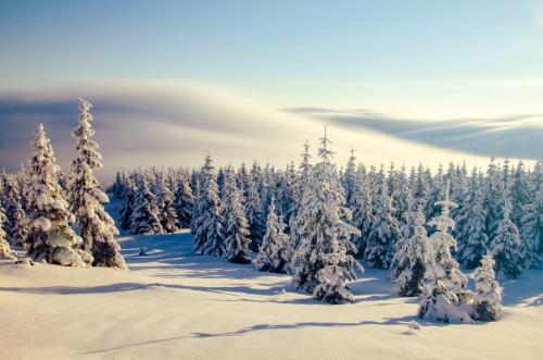 a snow covered forest with snow covered trees at Apartament w Cieplicach Panorama in Jelenia Góra