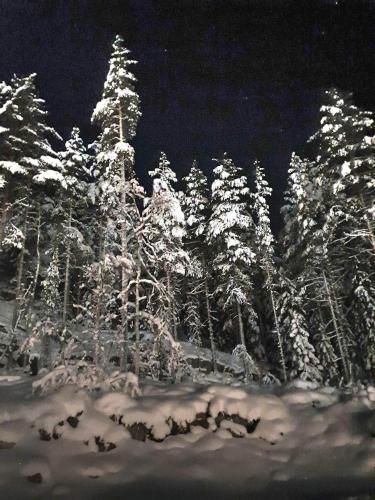 a group of trees covered in snow at night at Stuga i Storklinten in Harads