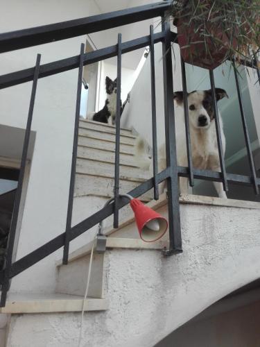 two dogs looking out the window of a building at Plan B in Imperia