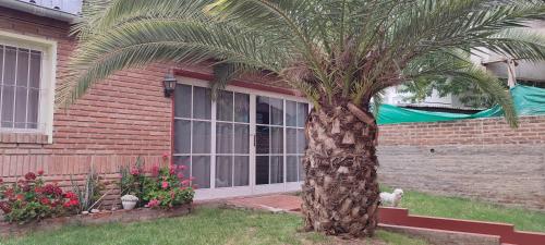 老虎城的住宿－Departamento céntrico en Tigre，一只猫在房子前面的棕榈树