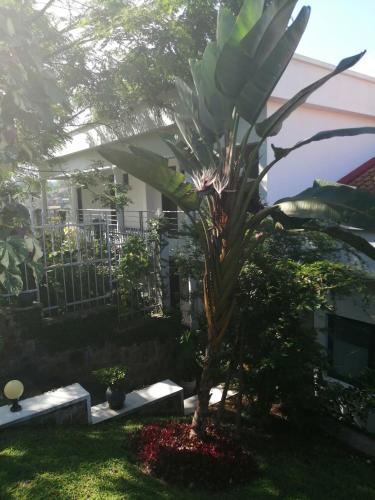 a palm tree in the yard of a house at Inn on the lake in Kibuye