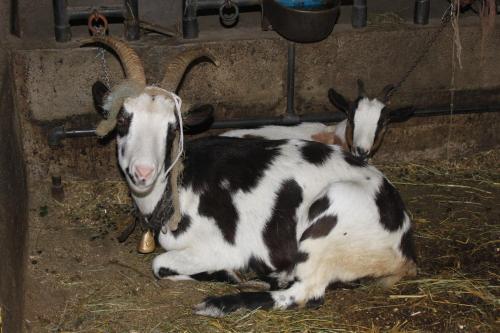 two goats laying on the ground in a barn at Ferienhaus Hanserhof in Zell am Ziller
