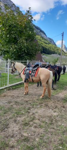 a horse standing in a field next to a fence at Katun Mokra accommodation & horseback riding in Podgorica