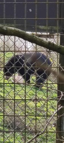 a black bear laying on the ground in a cage at Delightful & Picturesque Modern Detached Apartment, Next to Chester Zoo, Near Park and Ride to City Centre in Chester