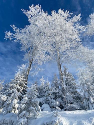 two trees covered in snow with the sky in the background at Apartament Blue BB in Bielsko-Biala