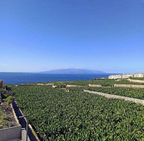 a field of crops with the ocean in the background at Casa de Simo · Sol, Relax y diversión in Adeje