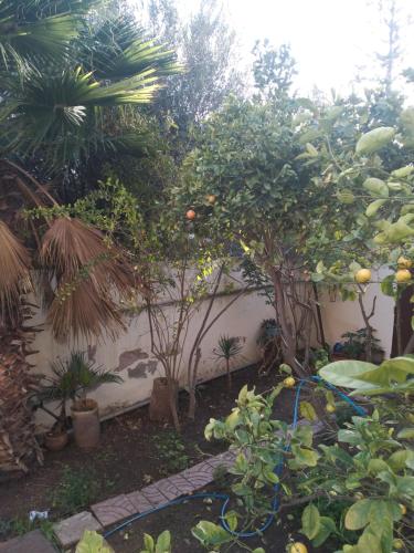 een tuin met sinaasappels en andere bomen en planten bij Karma in Safi