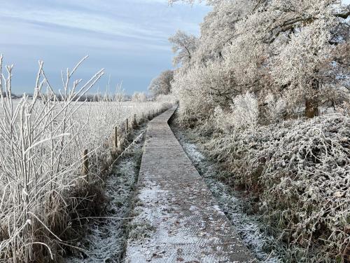 a snow covered path in a field with trees at Sfeervol familielandhuis in de groene Kempen in Baarle-Hertog