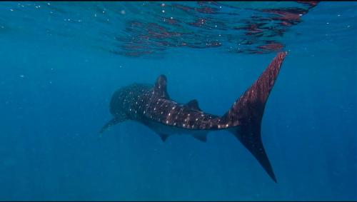 Galería fotográfica de Kuri Inn en Omadhoo