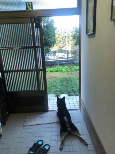 a cat laying on the floor in front of a door at 桃源郷 in Futami