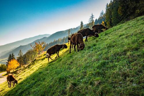 Animales en la casa vacacional o alrededores