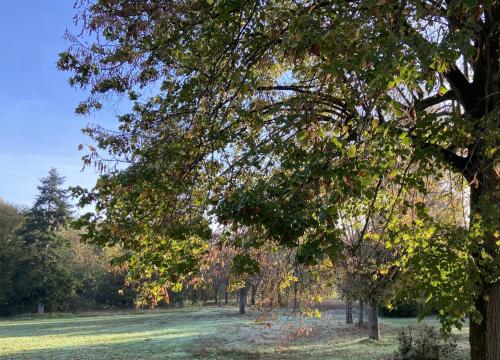 un groupe d'arbres dans un champ herbeux dans l'établissement L’orée du bois des rois, à Ury