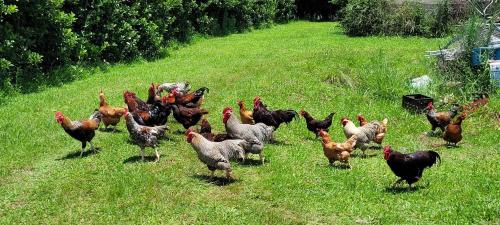 a group of chickens walking down a grass field at ReRooted Permaculture Farmstay in Howick
