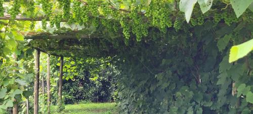 a pergola covered in green vines at ReRooted Permaculture Farmstay in Howick