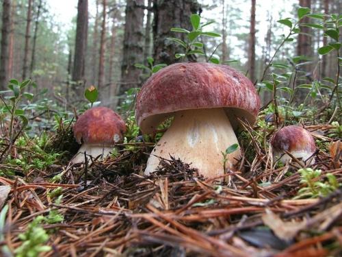 a group of three mushrooms in a forest at Ski Apartmán Sajmon so saunou in Makov