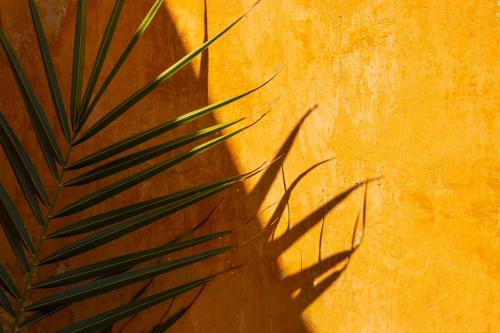 a shadow of a palm plant on a wall at Hotel Signum in Malfa