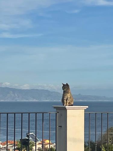 a cat sitting on top of a column looking at the ocean at Agriturismo Bella Vista - Da Carmelo in Santa Teresa di Riva