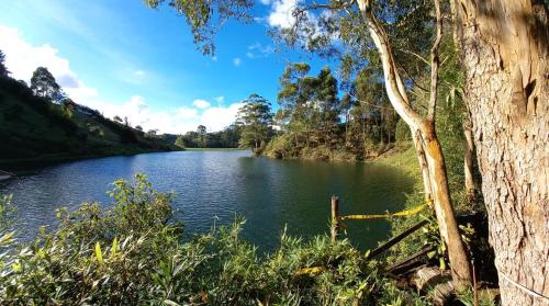 a body of water with a tree in the foreground at Cabañas La Honda in Guatapé