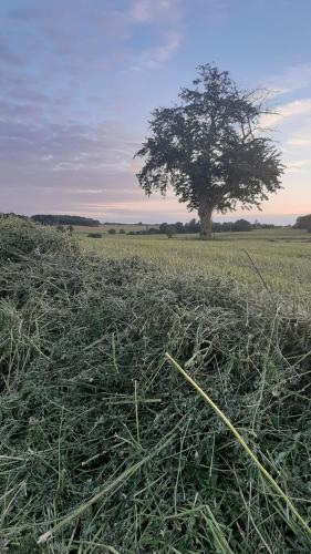 a field of grass with a tree in the background at La BerryCurienne proche du Zoo de Beauval Saint-Aignan avec SDB, WC ET SPA PRIVATIF pour chaque chambre in Luçay-le-Mâle