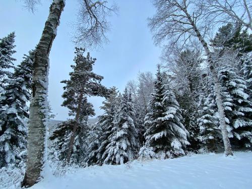 a group of trees with snow on them at Chalet Sous Les Pins in Les Éboulements