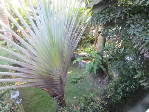a large green palm tree in a garden at Hotel Cambri in Nagua