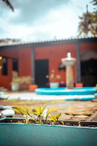 a plant in a pot in front of a building at Casa Colonial in Mariquita