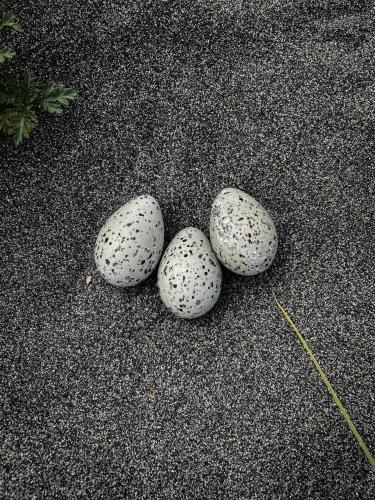 three eggs are sitting on the ground at El Coo Lodge in Queilén