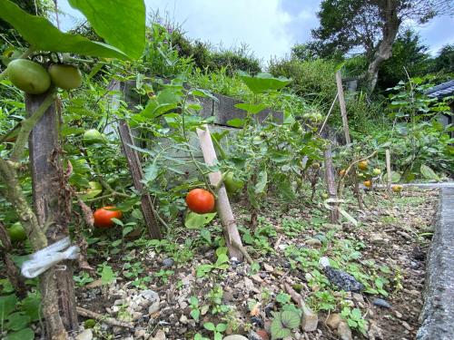 a garden with tomatoes and other plants and a fence at 体験型古民家宿 旅ノ舎 in Nissaka