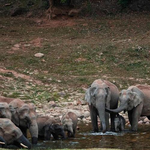 a herd of elephants standing in the water at Mscb guest house in Idukki