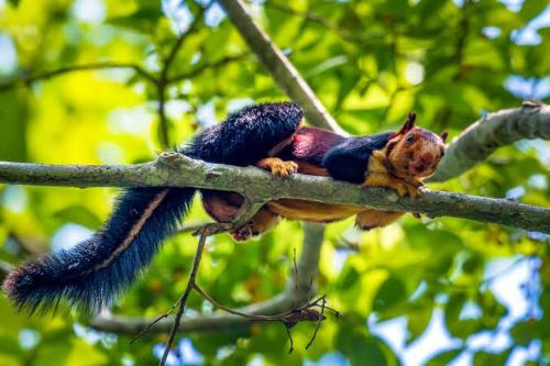 a squirrel is sitting on a tree branch at Aditi in Thekkady