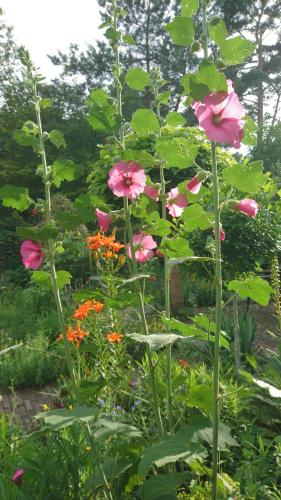 a group of pink flowers in a garden at Overbosch in Bilthoven