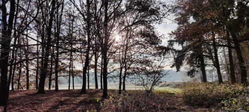 a group of trees with the sun shining through them at Overbosch in Bilthoven