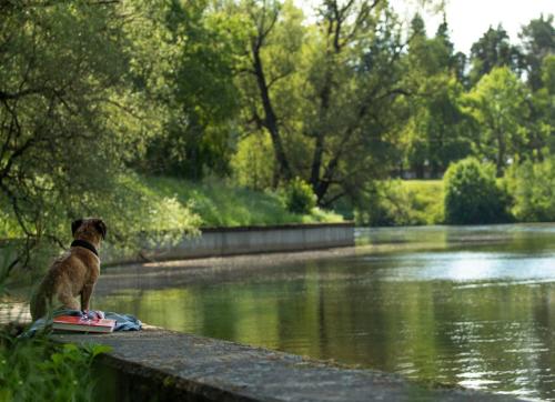 a dog sitting on a blanket next to a river at Clarion Hotel Winn in Gävle
