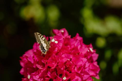a butterfly sitting on top of a pink flower at Seafront Traditional Stone House in Sunset Olive Grove - B in Alyfantá