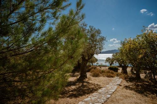 a path with trees and water in the background at Traditional Architecture Seafront Stone House in 25000sqm Olive Grove - C in Alyfantá