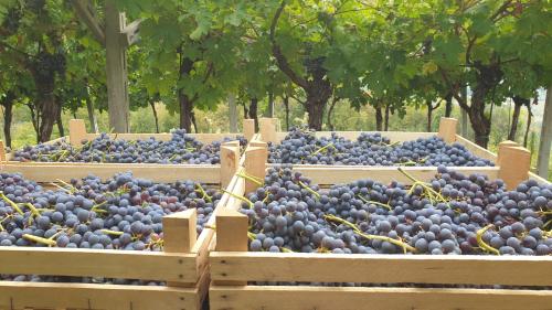 a bunch of blue grapes in wooden crates at Suite La Torretta - CA' DEL VOLO in Grezzana