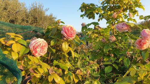 a group of pink roses in a garden at Suite La Torretta - CA' DEL VOLO in Grezzana