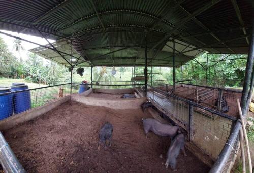 a group of horses standing in a pen at Farmstay @ Villa Bambusa in Amadeo