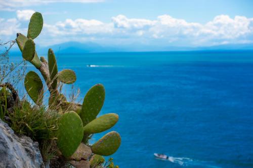 a cactus on the side of a cliff overlooking the ocean at La Perla di Nettuno in Furore