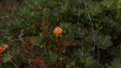 a cluster of orange berries in a field of plants at Cozy Stuga - Mountain View in Ramsele